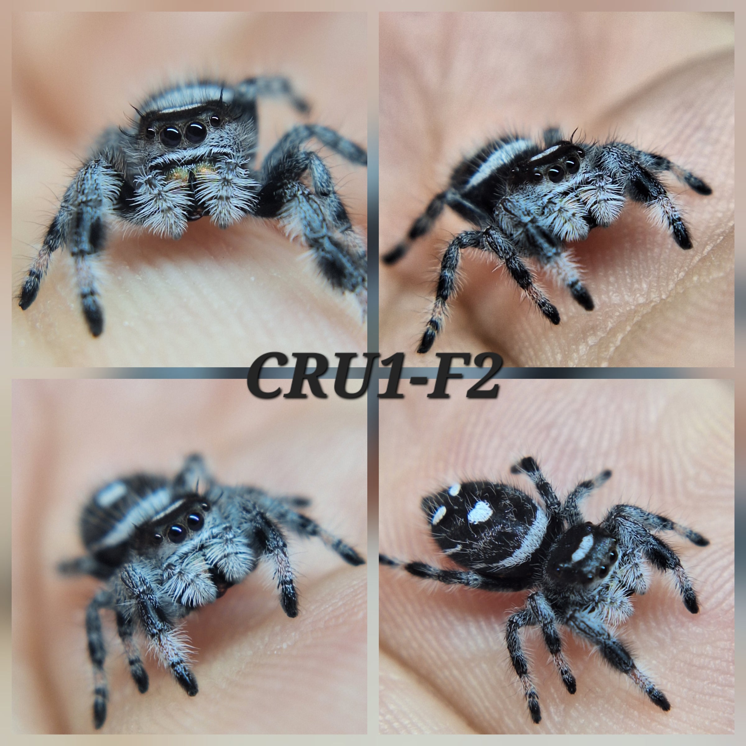 Spider  Audax_Bryantae_Big_Bend_Locale